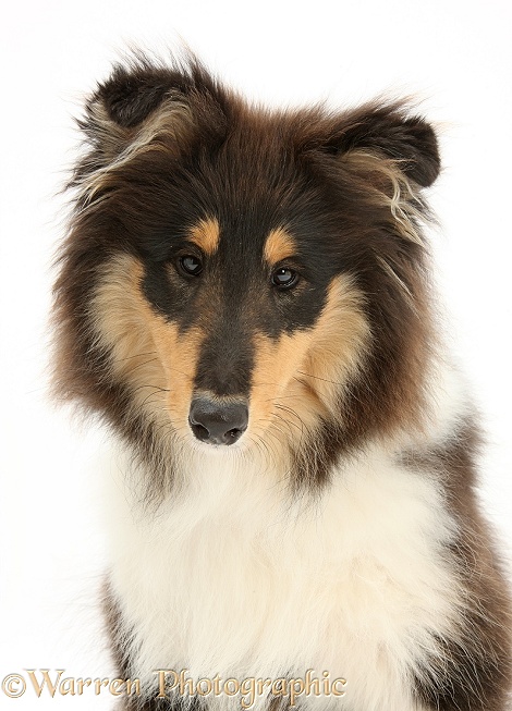 Rough Collie, Flynn, 5 months old, white background