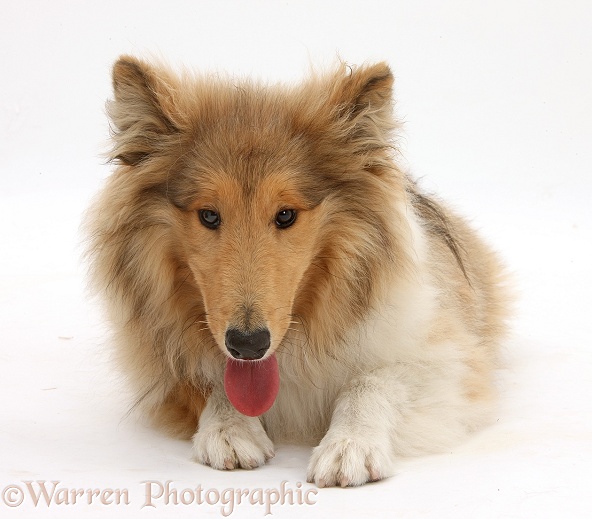 Rough Collie, Laddie, 5 months old, lying with head up, white background