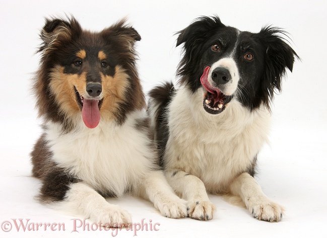 Rough Collie, Flynn, 5 months old, with Border Collie, Phoebe, white background