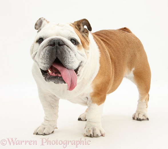 Bulldog standing, with tongue lolling, white background