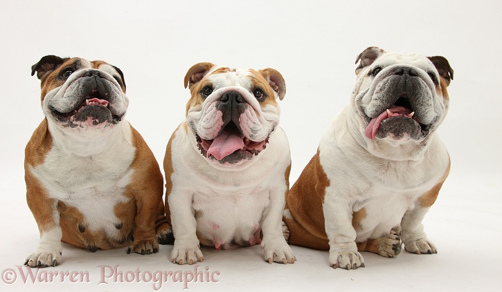 Three Bulldogs, sitting, white background
