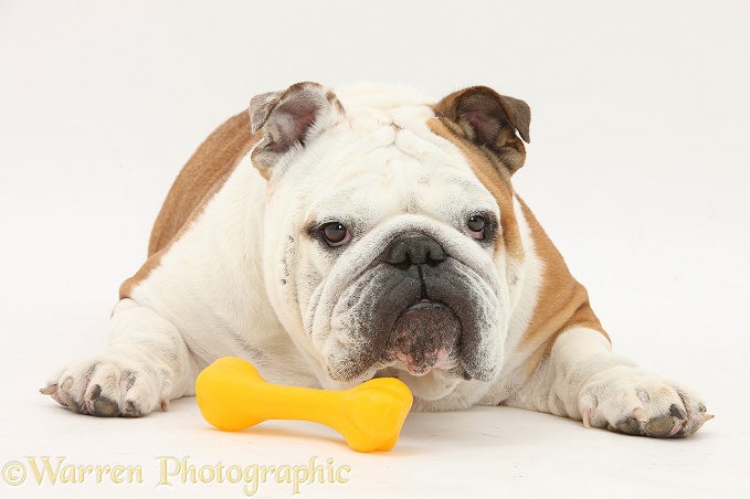 Bulldog with yellow plastic bone chew, white background