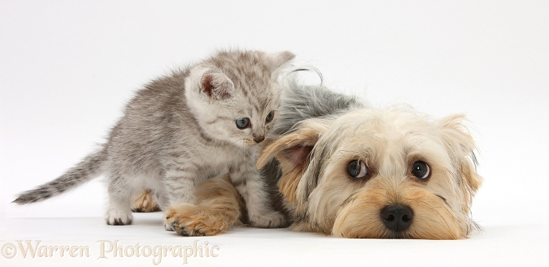 Yorkshire Terrier, Evie, 6 months old, with tabby kitten, white background
