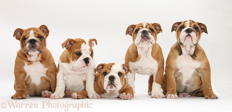 Five Bulldog pups, 11 weeks old, white background