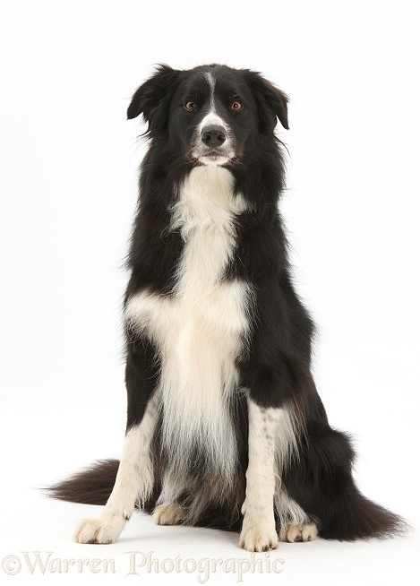 Black-and-white Border Collie dog, Flyn, 5 years old, white background