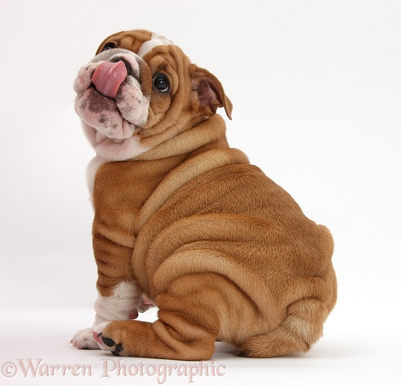 Bulldog pup, 8 weeks old, sitting looking over its shoulder, with tongue out, licking nose, white background