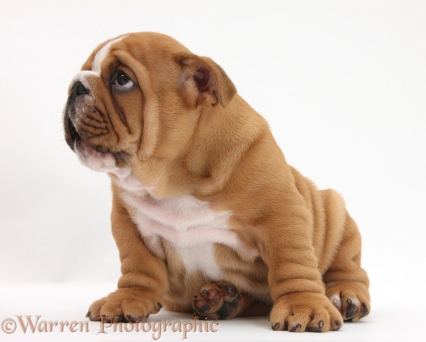 Bulldog pup, 8 weeks old, sitting, white background