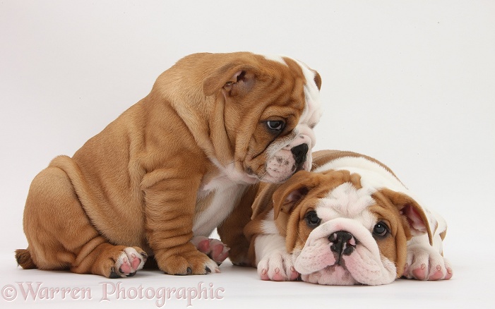 Two Bulldog pups, 8 weeks old, white background