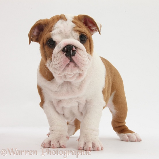 Bulldog pup, 8 weeks old, standing, white background