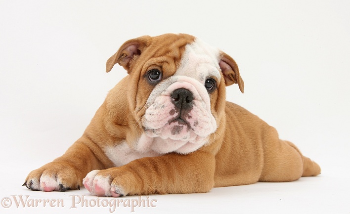 Bulldog pup, 8 weeks old, lying with head up, white background