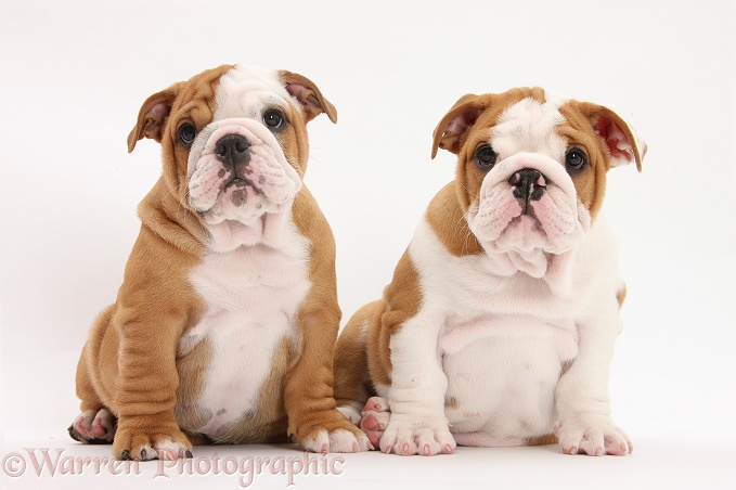 Two Bulldog pups, 8 weeks old, sitting, white background