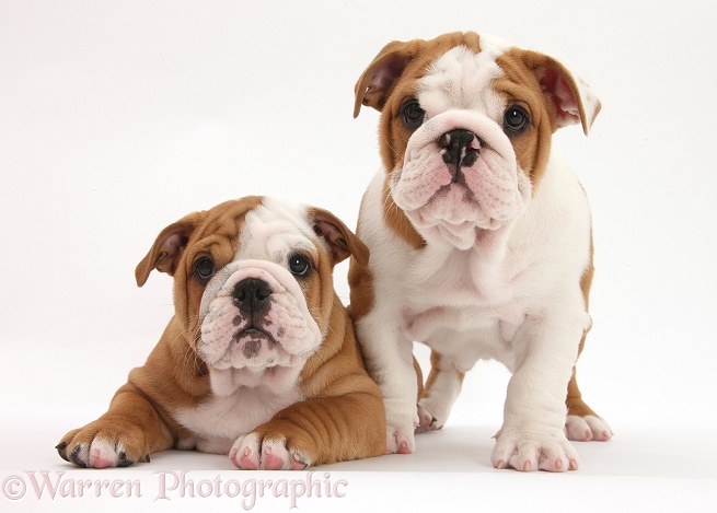 Two Bulldog pups, 8 weeks old, white background