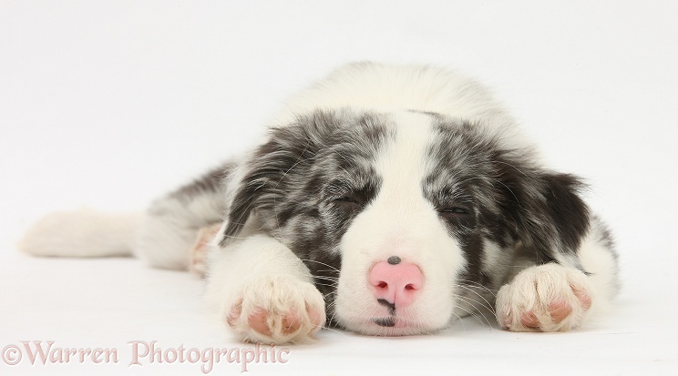 Blue merle Border Collie puppy, Reef, 9 weeks old, sleeping with chin on the floor, white background