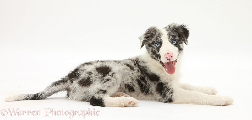Blue merle Border Collie puppy, Reef, 10 weeks old, lying with head up, white background