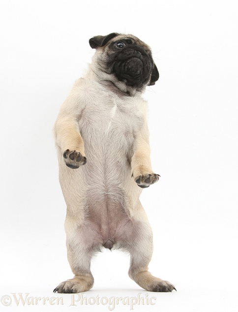 Fawn Pug pup, 8 weeks old, standing up on hind legs, white background