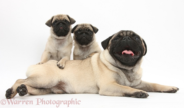 Fawn Pug dog and puppies, 8 weeks old, white background