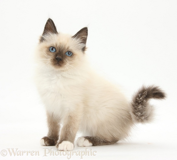 Birman-cross kitten sitting, white background