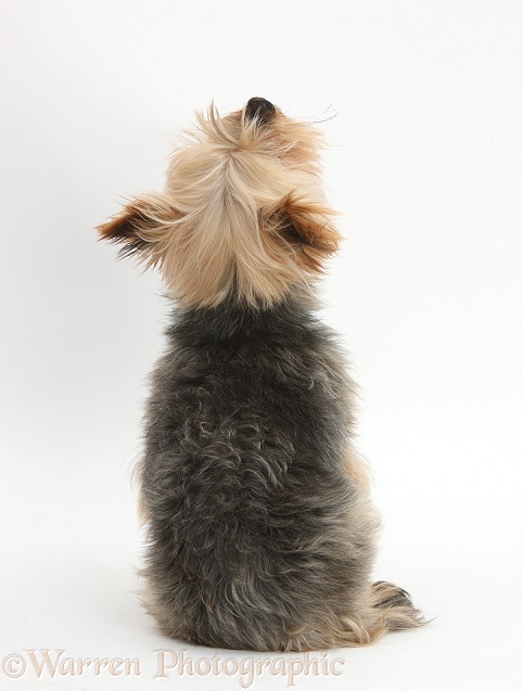 Yorkshire Terrier bitch, Buffy, looking up, back view, white background