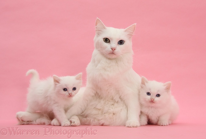 White Maine Coon-cross mother cat, Melody, and her white kittens on pink background