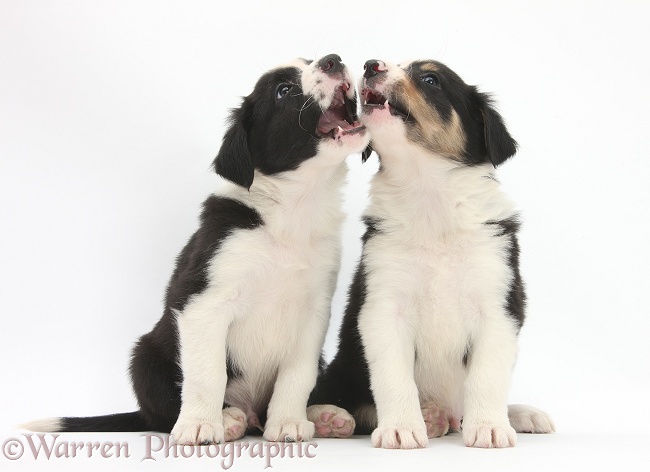 Border Collie pups, 6 weeks old, white background