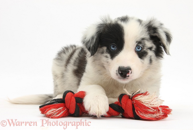 Border Collie puppy, 6 weeks old, with a ragger toy, white background