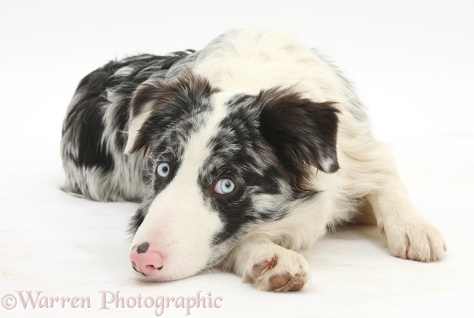 Blue merle Border Collie dog, Reef, lying with his chin on the floor, white background