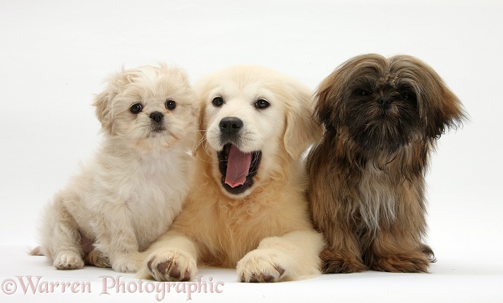 Golden Retriever pup, Daisy, 16 weeks old, with cream Shih-tzu pup, Lilly, 7 weeks old, and brown Shih-tzu, Coco, 5 months old, white background