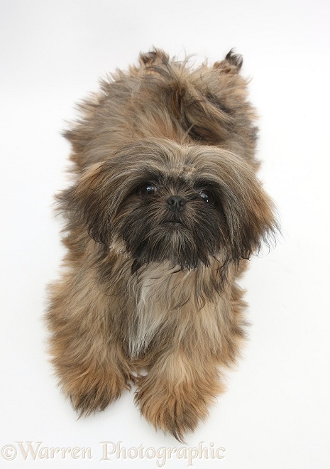 Brown Shih-tzu, Coco, 5 months old, lying spread-eagled and looking up, white background
