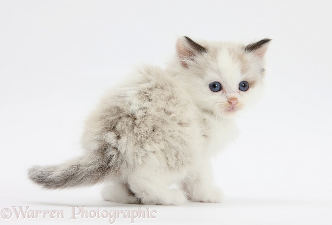 Colourpoint kitten looking over his shoulder, white background