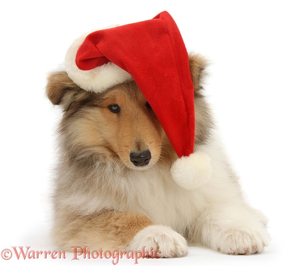 Rough Collie pup, Laddie, 14 weeks old, wearing a Father Christmas hat, white background