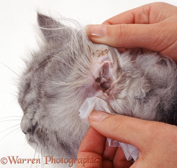 Using an ear wipe to clean wax from the outer ear of a Persian cat, white background