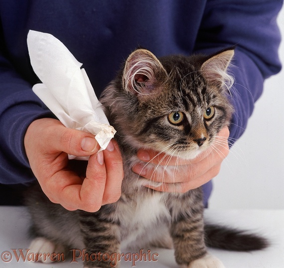 Ear wipe showing waxy discharge after wiping ear of a tabby kitten with ear mites, white background
