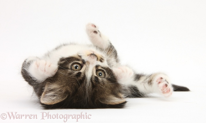 Tabby-and-white kitten rolling on its back, white background