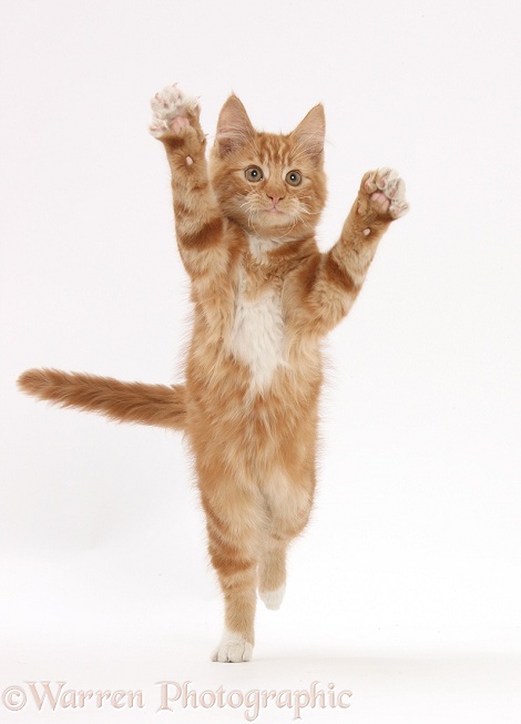 Ginger kitten, Butch, 3 months old, leaping with arms outstretched, white background