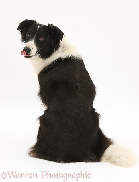 Black-and-white Border Collie, Phoebe, looking over her shoulder, white background