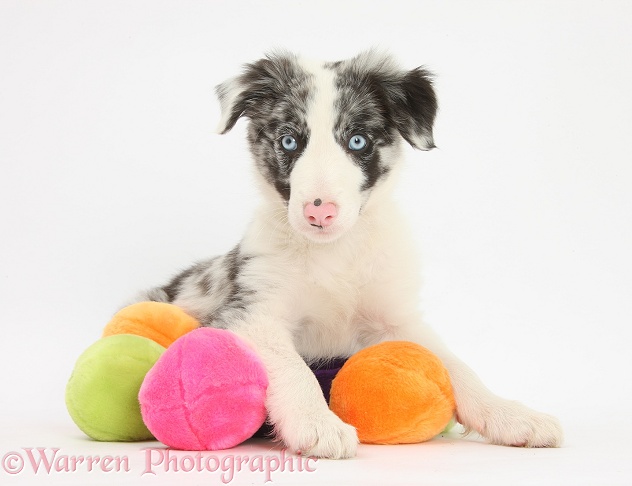 Blue merle Border Collie puppy, Reef, 9 weeks old, with fluffy toy, white background