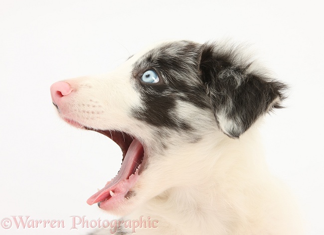 Blue merle Border Collie puppy, Reef, 9 weeks old, yawning, white background