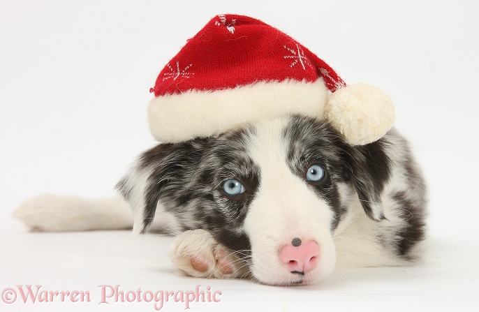 Blue merle Border Collie puppy, Reef, 9 weeks old, wearing a Father Christmas hat, white background