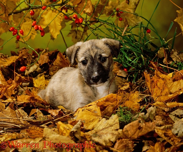 Longdog (Deerhound-cross) pup, Butch, 6 weeks old, among autumn leaves