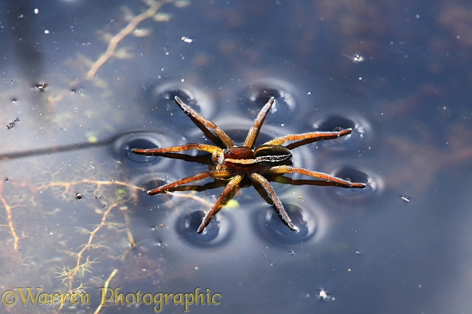 Raft Spider (Dolomedes fimbriatus) female resting on water surface.  Europe & Asia
