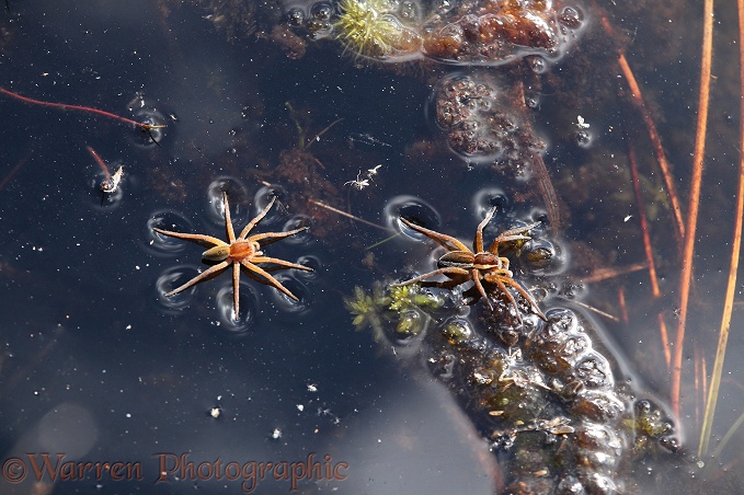 Raft Spider (Dolomedes fimbriatus) male chasing female across water surface.  Europe & Asia