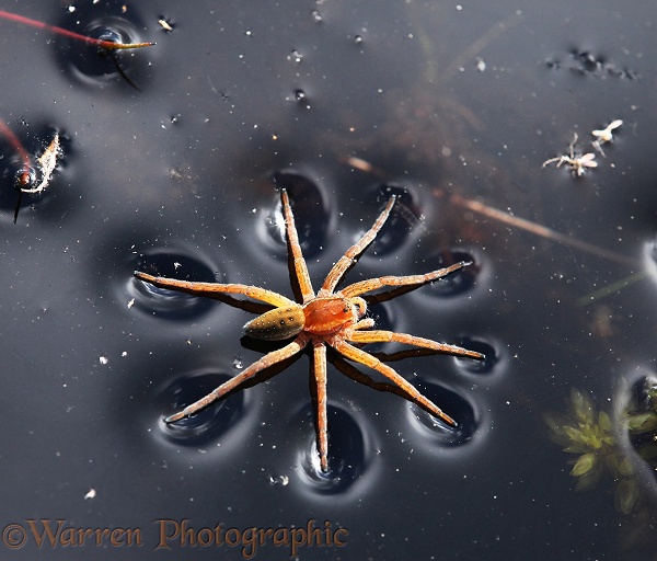 Raft Spider (Dolomedes fimbriatus) male resting on water surface.  Europe & Asia