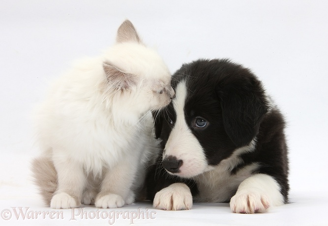 Blue-point kitten and black-and-white Border Collie puppy, 6 weeks old, white background
