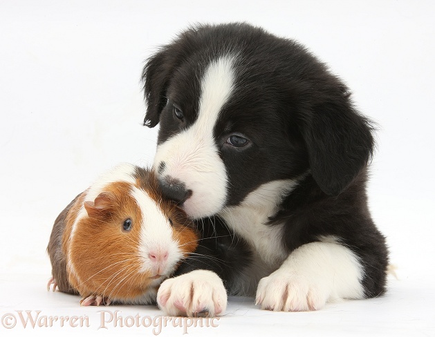 Black-and-white Border Collie pup and tricolour Guinea pig, Amelia, white background