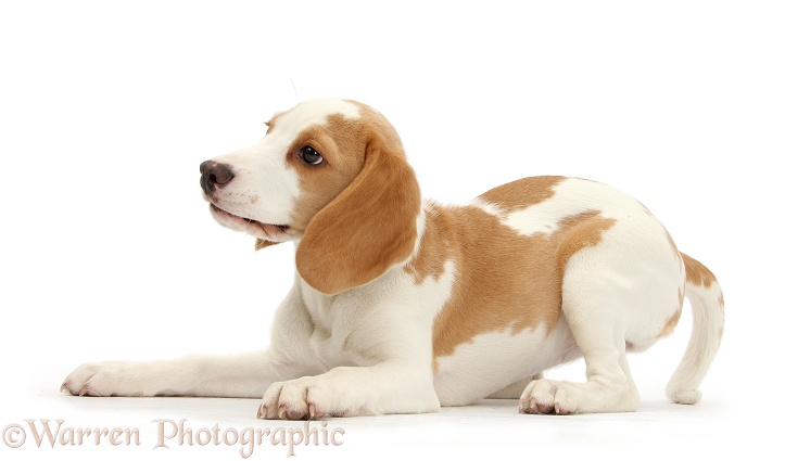 Playful orange-and-white Beagle pup, white background