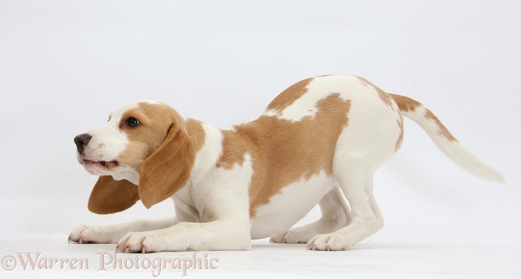 Orange-and-white Beagle pup in play-bow, white background