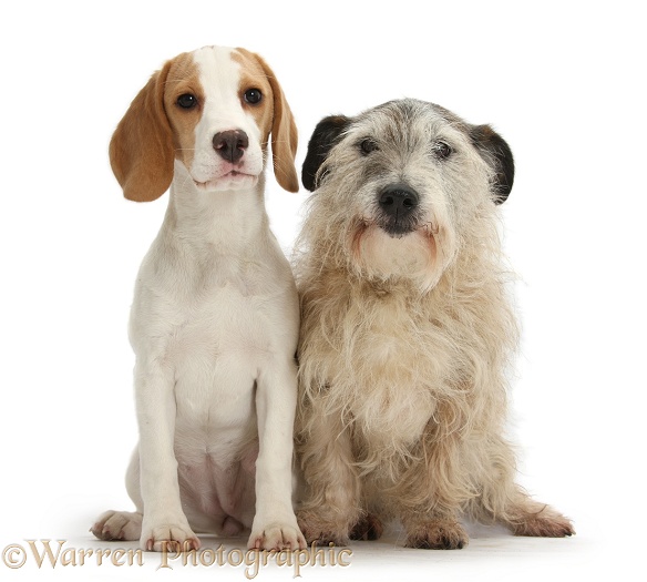 Patterdale x Jack Russell Terrier, Jorge, with Orange-and-white Beagle pup, white background