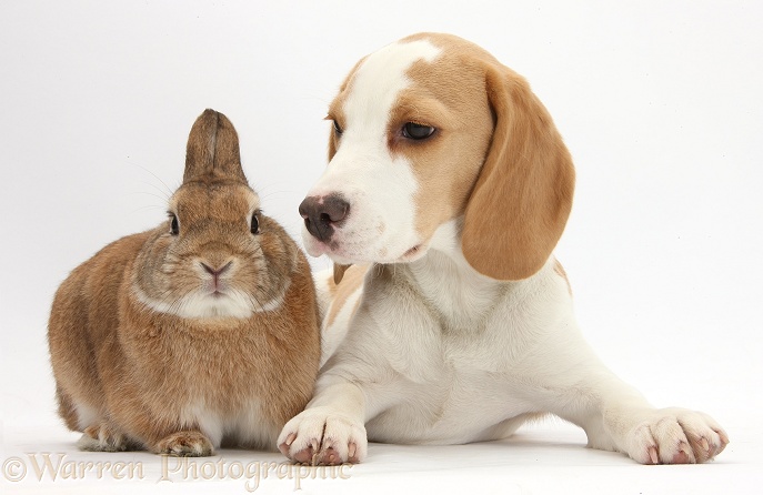 Orange-and-white Beagle pup and Sandy Netherland-cross rabbit, Peter, white background