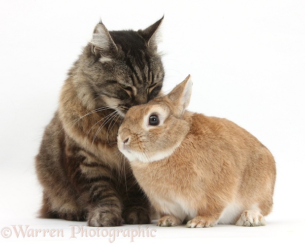 Elderly Tabby Manx x Turkish Van cat, Jack, 13 years old, with a Guinea pig, white background