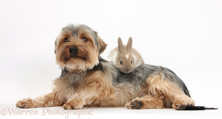 Yorkshire Terrier dog, Dillon, 16 months old, and baby rabbit, white background